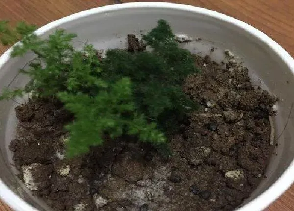 植物浇水|云竹几天浇一次水 春夏秋冬各不同
