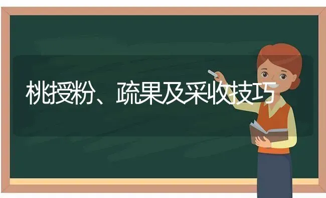 桃授粉、疏果及采收技巧 | 瓜果种植