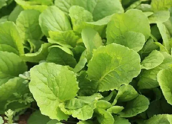 食用科普|青菜能放冰箱吗