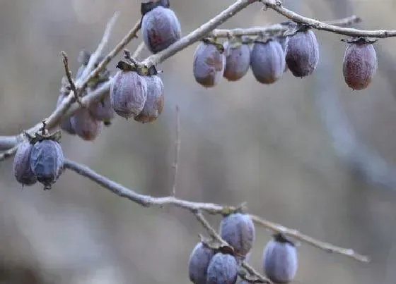 种植管理|软枣几年结果实