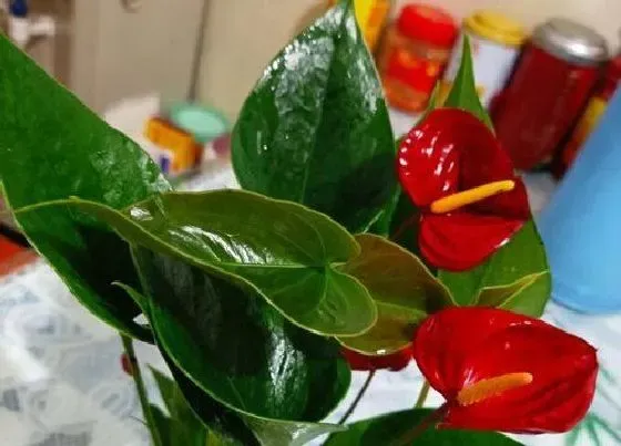 植物修剪|红掌怎么修剪枝叶