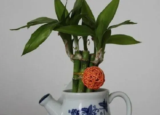植物寓意|富贵竹的寓意和象征风水