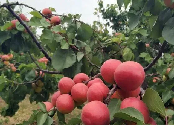 植物百科|红杏属于什么植物类型