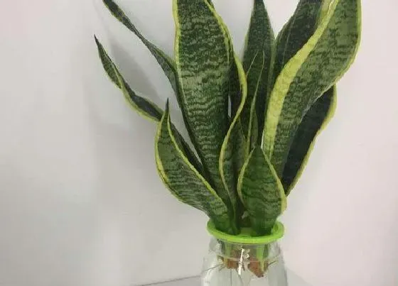 摆放常识|餐桌上摆放什么花最好看 适合放餐厅的绿植花卉