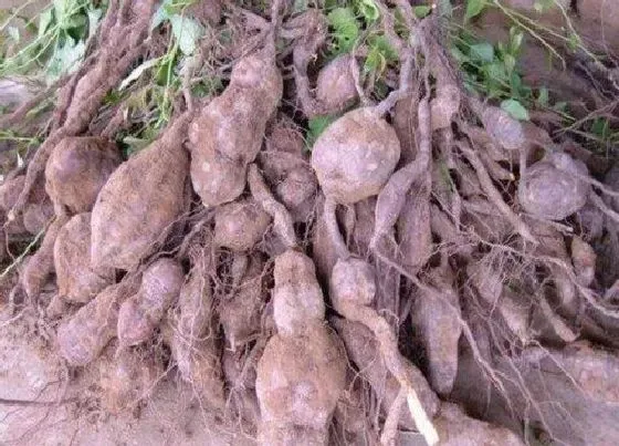 植物百科|柴胡和北柴胡一样吗 区别图片