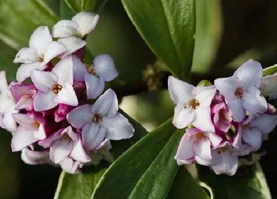 开花时间|瑞香什么时候开花 花期是几月