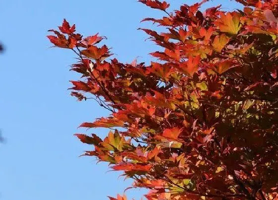 植物百科|简单说明枫叶变红原因（枫叶变红的决定性因素分析）