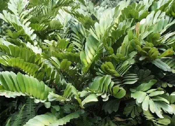 养殖方法|墨西哥铁树的养殖方法和注意事项有哪些