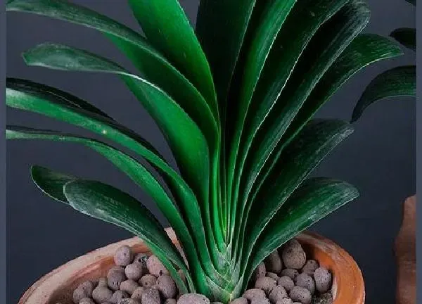 植物浇水|君子兰冬天怎么浇水 冬季浇水的正确方法