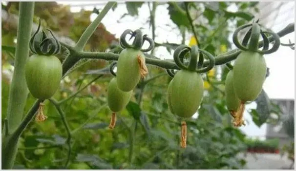 葫芦瓜的种植条件、育苗技术及种植方法 | 种植技术