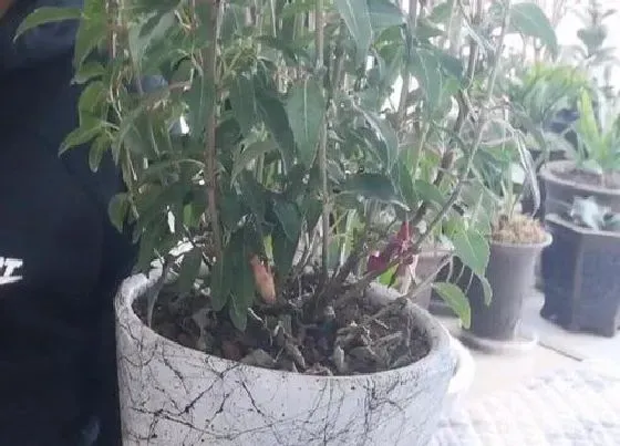 植物修剪|灯笼花什么时候剪枝合适