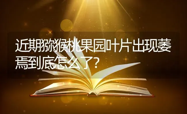 近期猕猴桃果园叶片出现萎焉到底怎么了？ | 瓜果种植