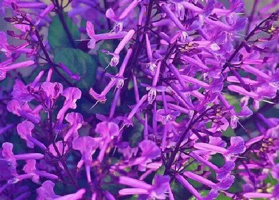 花语|薰衣草花语及代表意义