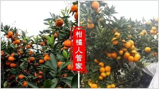 哪里有特早熟由良枝条卖 | 自然知识