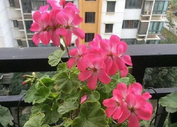 养殖科普|天竺葵喜水吗 属于喜水植物吗