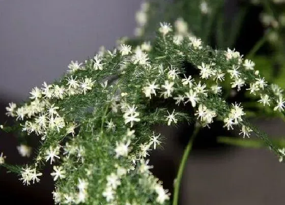 植物寓意|文竹开花预示着什么意思