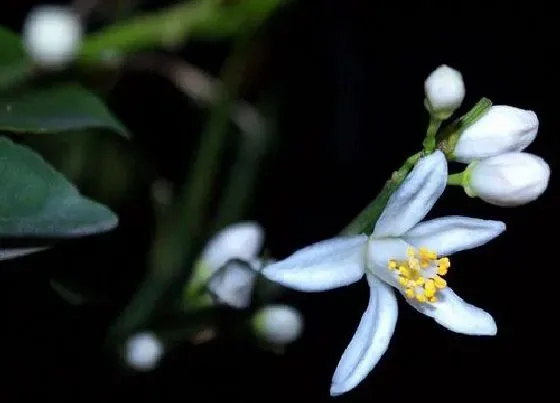 花期|橘子花一年开几次花 花期多长时间