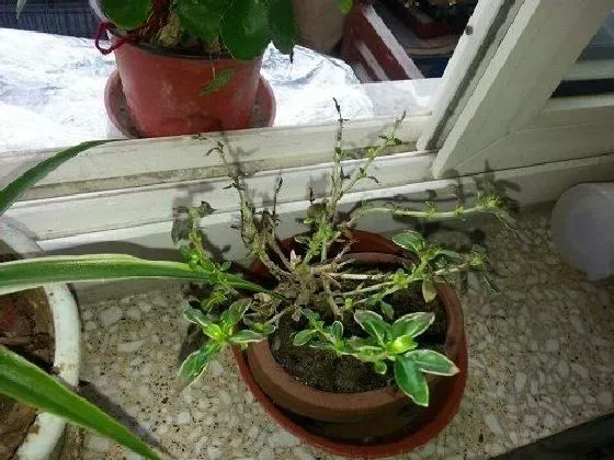 叶子干枯|六月雪叶子干枯怎么回事 叶子干枯掉落原因和解