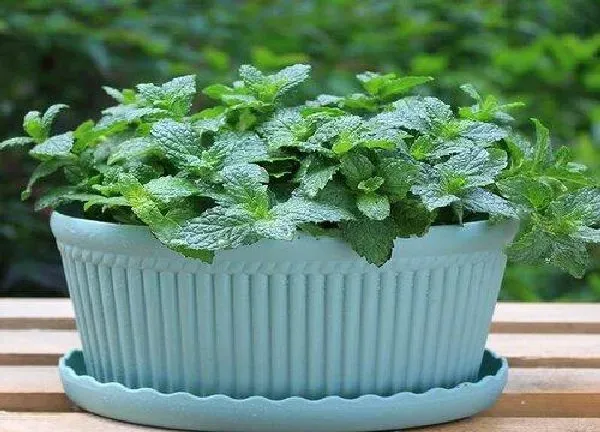 植物浇水|薄荷可以浇啤酒水吗