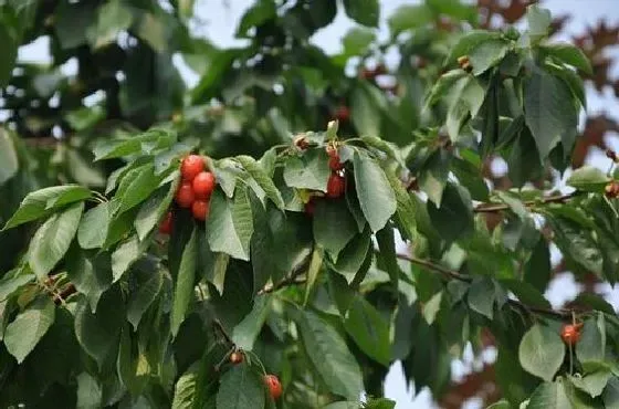 果实科普|樱桃树什么时候开花结果