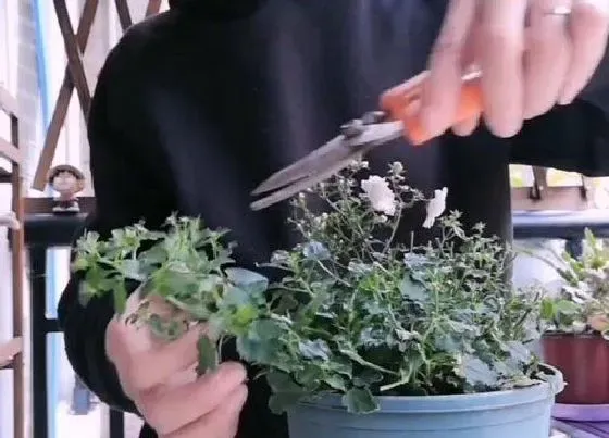 植物修剪|纹瓣悬铃花怎么修剪方法
