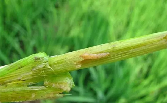 植物虫害|水稻二化螟的防治方法有哪些（水稻二化螟危害及防治药剂）