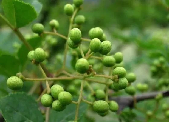 植物产地|青花椒哪里产的最好