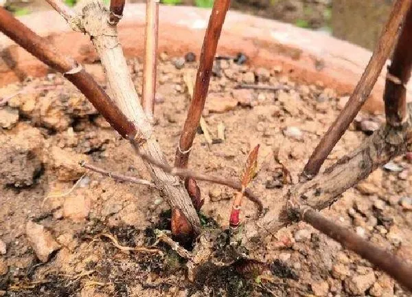 植物换土|绣球换土时间和方法