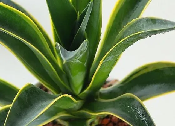 摆放常识|奶茶店适合放什么植物