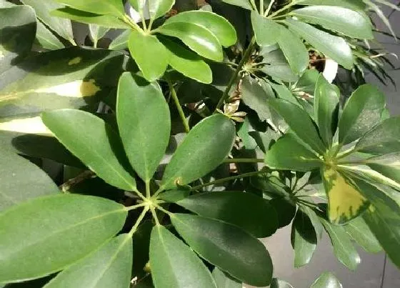 植物种类|鸭掌木是木本植物吗