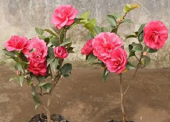 开花时间|茶梅四季开花吗