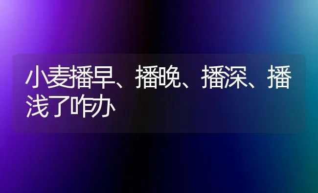 小麦播早、播晚、播深、播浅了咋办 | 粮油作物种植