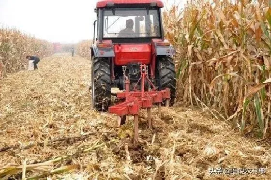 种植管理|玉米秸秆还田的利弊与解决措施，玉米秸秆还田有哪些危害）