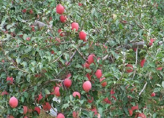 种植管理|苹果树耐涝吗