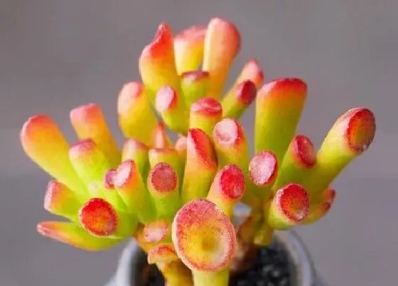 植物百科|吸财树开花吗 开花样子（图片）