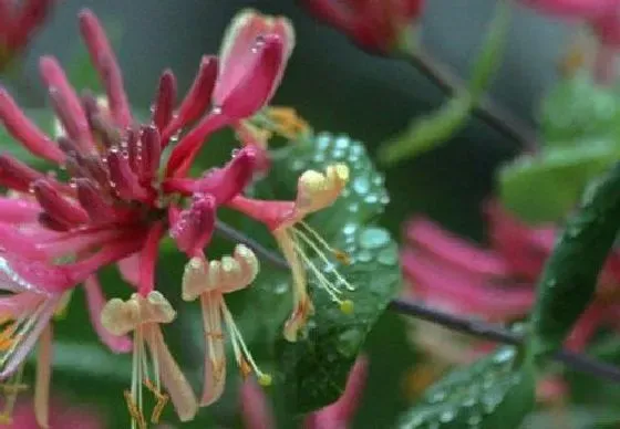 开花时间|金银花几月份开花