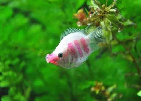 植物浇水|养鱼水可以浇绿萝吗