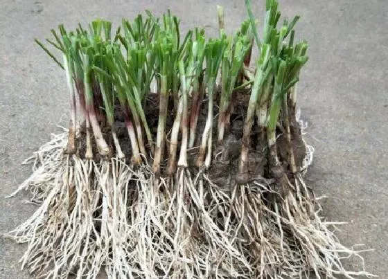 种植管理|移栽韭菜根一窝种几颗最合适 栽种韭菜行距多宽合适