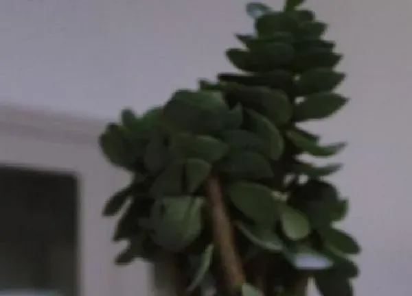 植物浇水|金钱木多长时间浇一次水