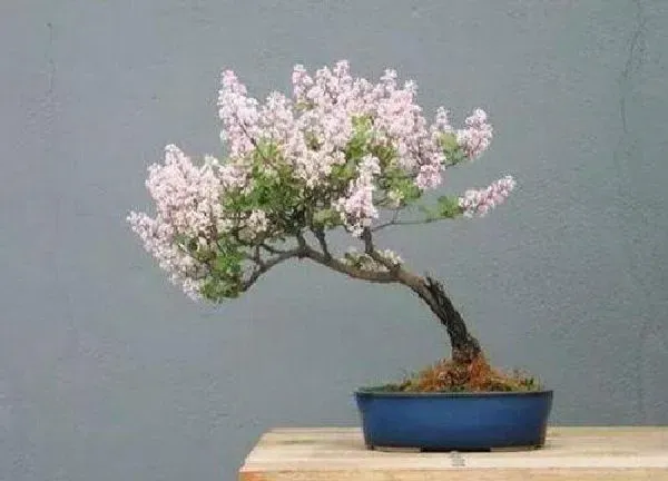 养殖科普|丁香花可以盆栽吗