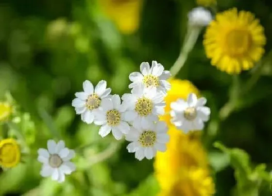 摆放风水|家里养小雏菊对风水好吗