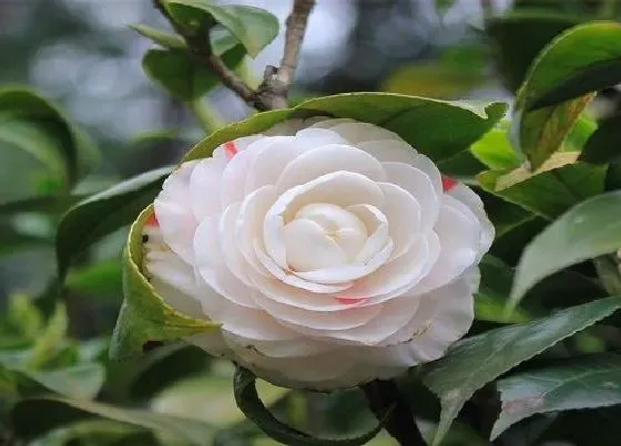 生长环境|茶花生长环境条件及特点
