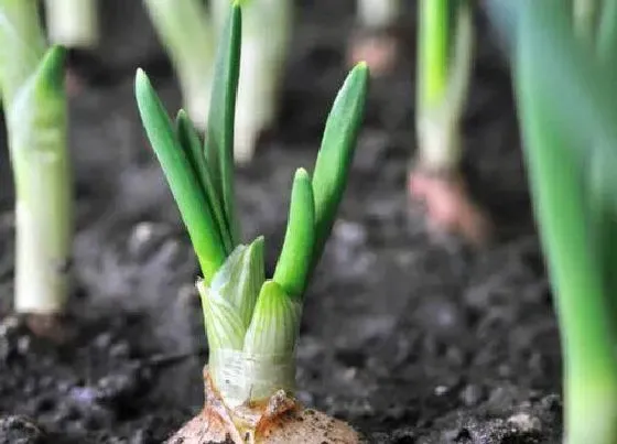 植物播种|洋葱什么时候播种好