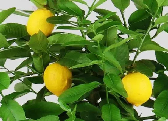 果实成熟|柠檬采摘时间和收获季节