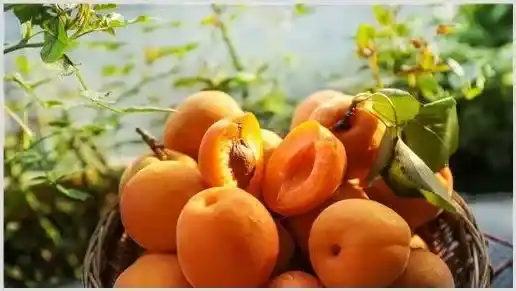 黄桃的种植与管理技术讲解 | 养殖技术