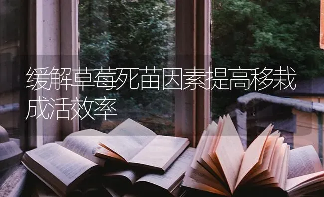 缓解草莓死苗因素提高移栽成活效率 | 瓜果种植