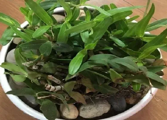 植物泡水|铁皮石斛可以泡水喝吗