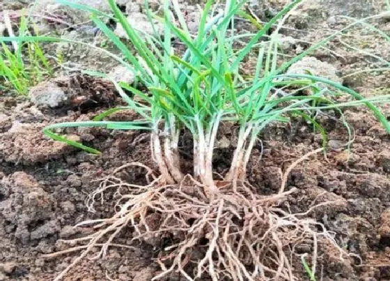种植管理|移栽韭菜根一窝种几颗最合适 栽种韭菜行距多宽合适