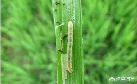 植物虫害|水稻二化螟的防治方法有哪些（水稻二化螟危害及防治药剂）