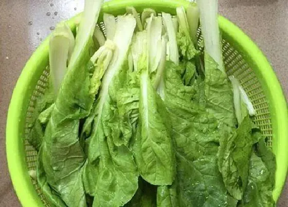 食用科普|青菜能放冰箱吗
